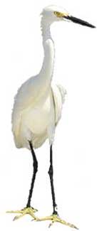 Egret